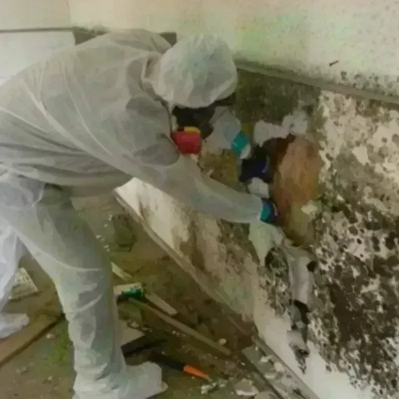 Mold Remediation and Removal in Jones Creek, TX